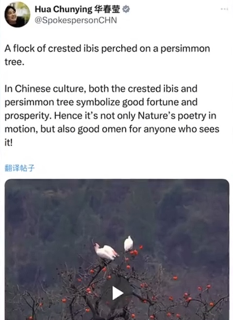 胜亿优配 44年从7只增至7000余只 “活化石”朱鹮为何还要“一级保护”？